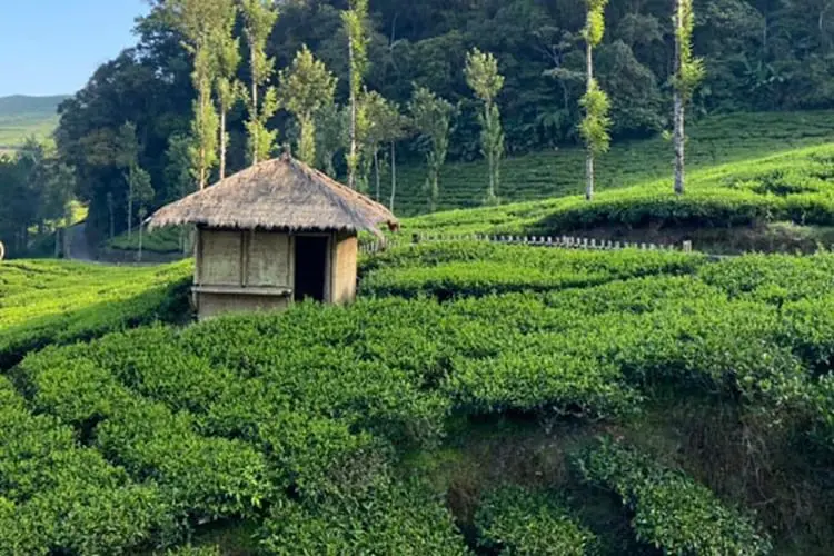 PT SSBP Pertahankan Kelola Kebun Teh untuk Lestarikan Kawasan Puncak