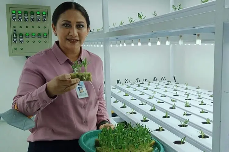 Bogor Timur Kembangkan Indoor Vertical Farming, Hasil Tani 10 Kali Lebih Higienis
