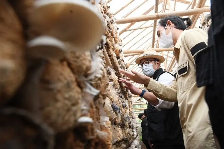 Mantul, Pendapatan Petani Jamur Kayu Capai Rp4,5 Juta per Bulan