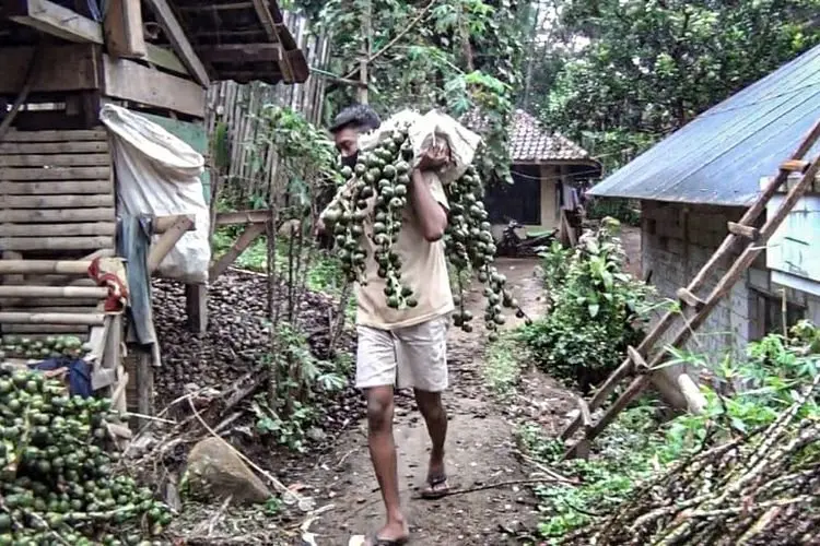 Berkah Ramadhan, Pesanan Kolang-kaling di Kampung Cingoyar KBB Meningkat