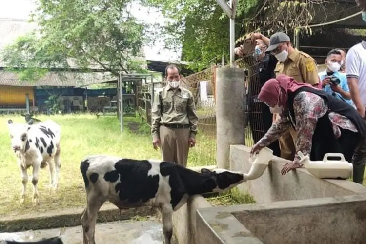 ASN Kabupaten Bogor Diharapkan Beli Susu Sapi Murni dari Peternak Langsung