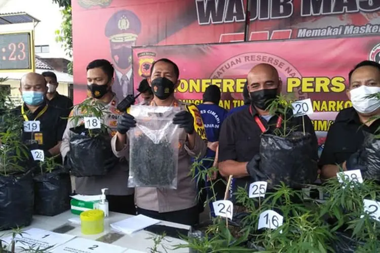 Satnarkoba Polres Cimahi Tangkap Kakak Beradik yang Budidaya Pohon Ganja di Lembang