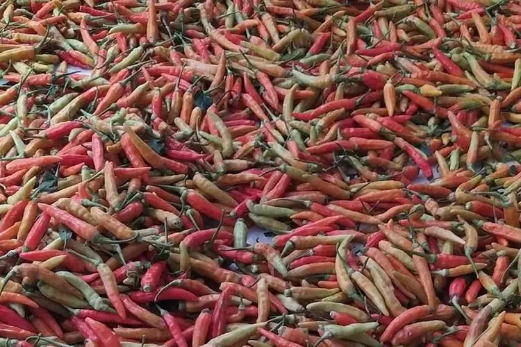 Pedagang Pasar Tagog Padalarang Menjerit, Harga Cabai Rawit Tembus Rp50 Ribu Per Kilogram