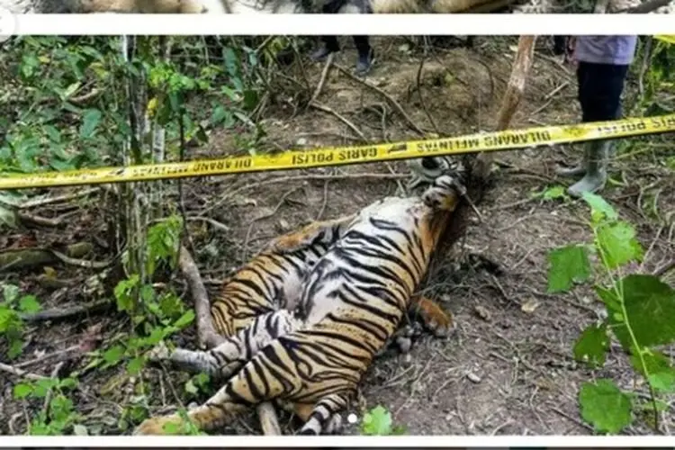 Harimau Benggala Umur 8 Bulan Mati di Bandung Zoo, BKSDA Tunggu Hasil Pemeriksaan