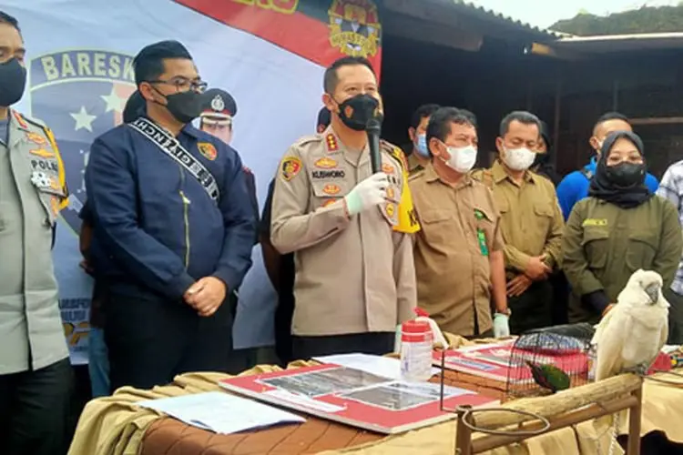 Puluhan Ekor Burung Paruh Bengkok Disita Polisi dari Seorang Pria di Baleendah