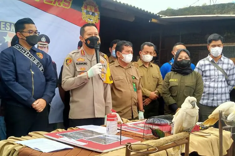 Demi Biaya Kanker Ibunya, Warga Baleendah Ini Nekat Jual Burung Paruh Bengkok Dilindungi
