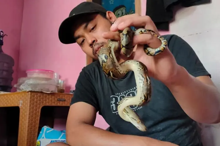 Warga Ciburuy Padalarang Dihebohkan dengan Kemunculan Ular Sanca