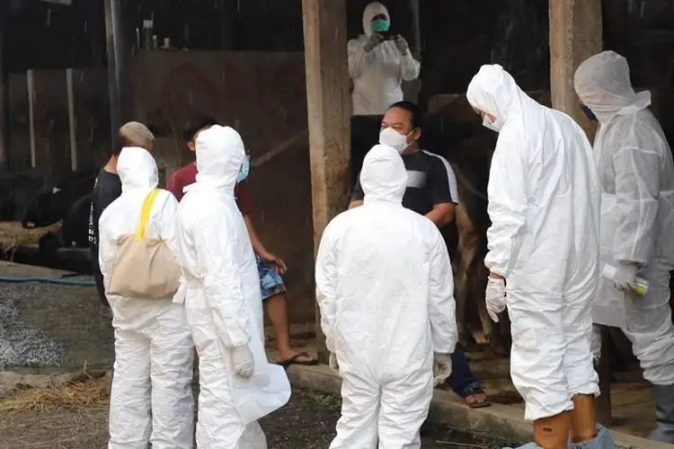 Antisipasi Penyebaran Infeksi PMK, Wabup Garut Instruksikan Diskanak Beri Disinfektan untuk Peternak