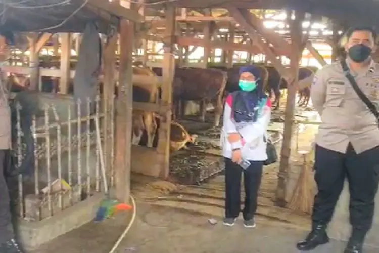 Ini Langkah Antisipasi Pemkab Hadapi Penyebaran PMK pada Hewan Ternak di KBB