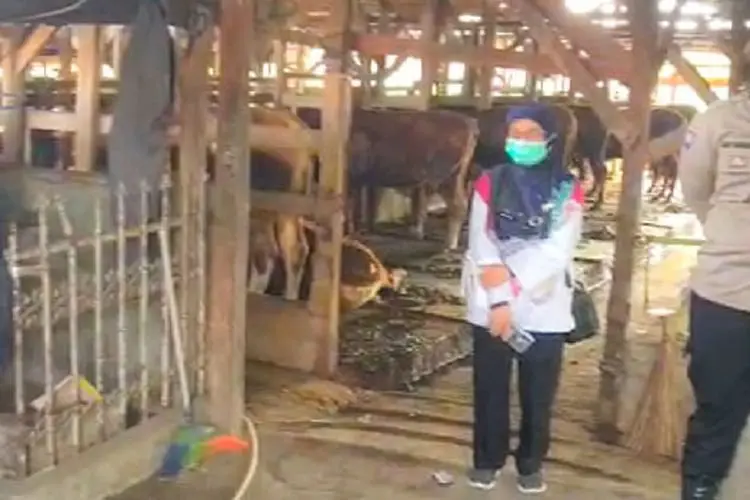 Meski Belum Terdeteksi Adanya PMK di KBB, Pemkab Bandung Barat Gelar Penyuluhan ke Tiga Bandar Besar