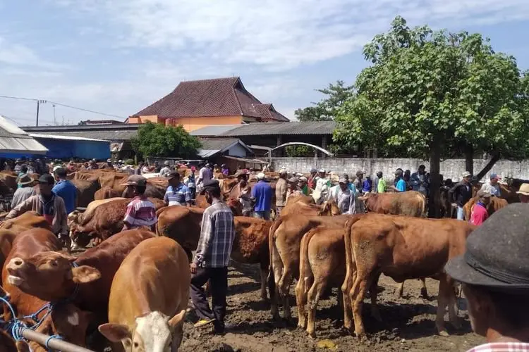 Peternak Wajib Tahu! Ini Bahaya Penyakit Mulut dan Kuku Hewan 