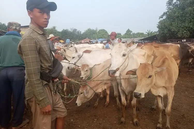 Sidak Lalu Lintas Hewan Ternak, Para Pedagang di Pasar Hewan Jonggol Sempat Menolak
