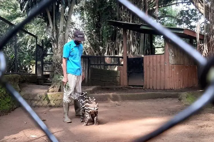 Anak Tapir Mungil dan Sehat, Jadi Penghuni Baru Kebun Binatang Bandung