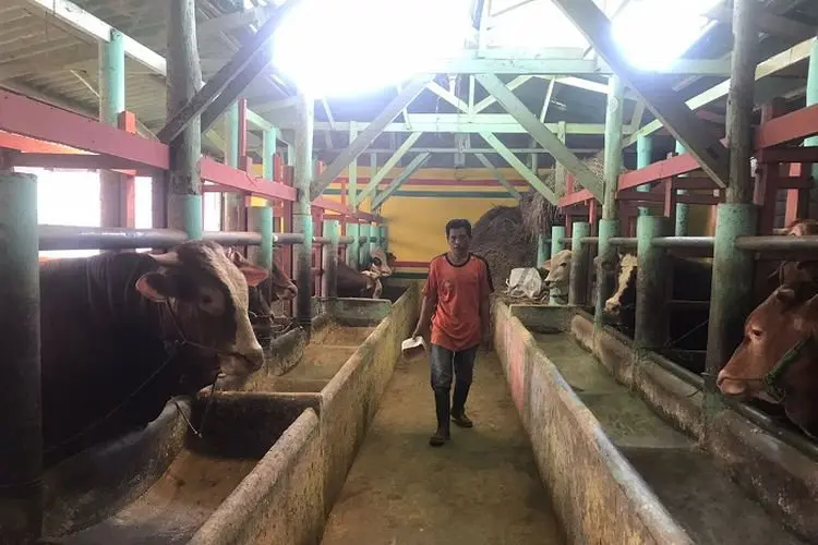Wabah PMK Merebak, Peternak Sapi di Bandung Khawatir tapi Ada Senangya...