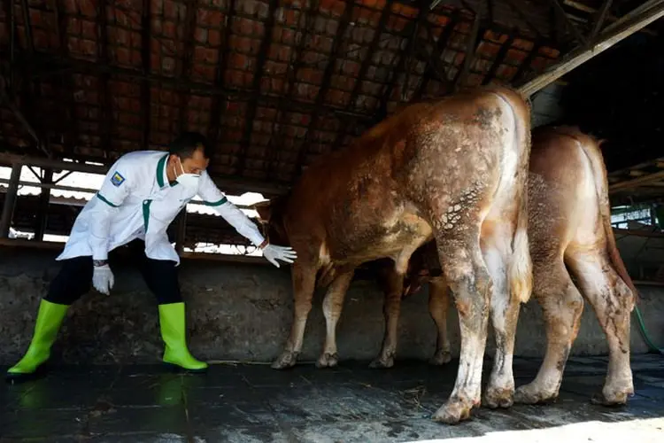 Jelang Idul Adha, Kota Bandung Perketat Verifikasi Keamanan Hewan