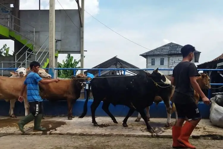 Pedagang Sapi di KBB Menjerit Jelang Idul Adha, Pasokan Terhenti Sementara
