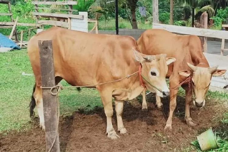 Pekan Ini! MUI Bkal Putuskan Fatwa Hewan Qurban Terpapar PMK