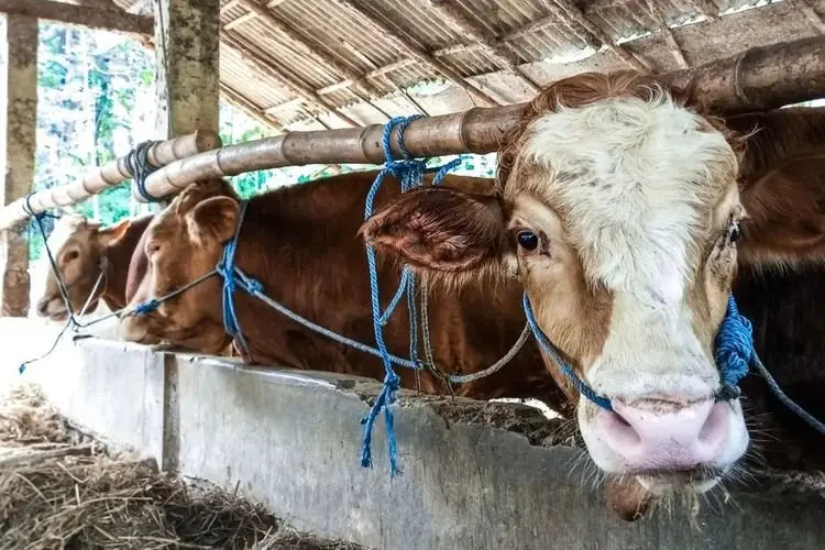Bolehkah Berqurban dengan Hewan yang Sakit? Begini Jawab Ketua Majelis Ulama Aceh