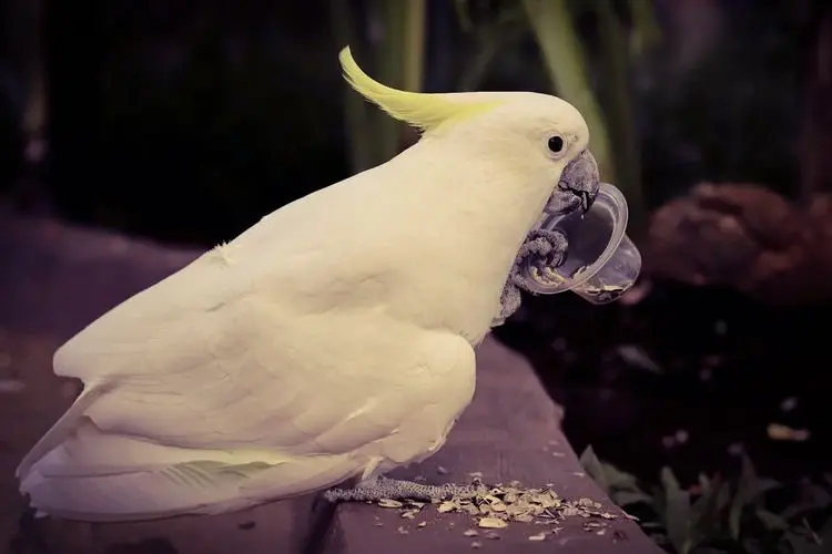 Burung Senilai Ratusan Juta Dicuri di Lembang Park and Zoo, Polisi Periksa 20 Saksi
