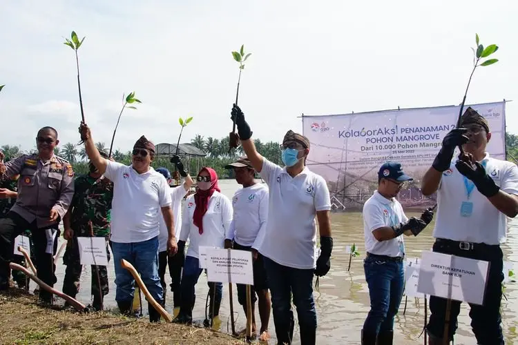 Tanam 2061 Pohon Mangrove, bank bjb Dukung Indonesia Tanpa Pencucian Uang