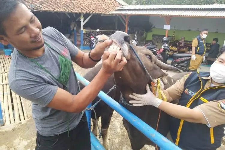 Sempat Terinfeksi PMK, Puluhan Hewan Ternak di KBB Dinyatakan Sembuh