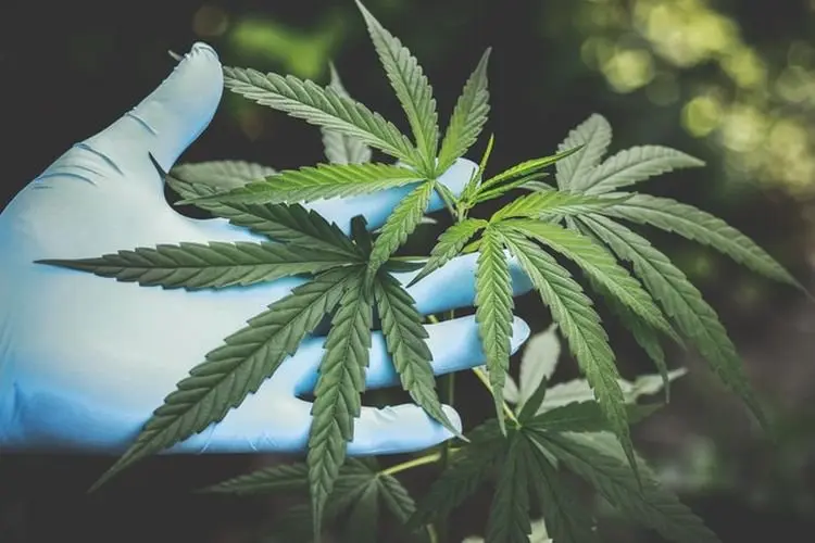 Heboh Warga Batutulis Bogor Selatan Temukan Ganja di Bawah Bangku Cor, Polisi Langsung Amankan
