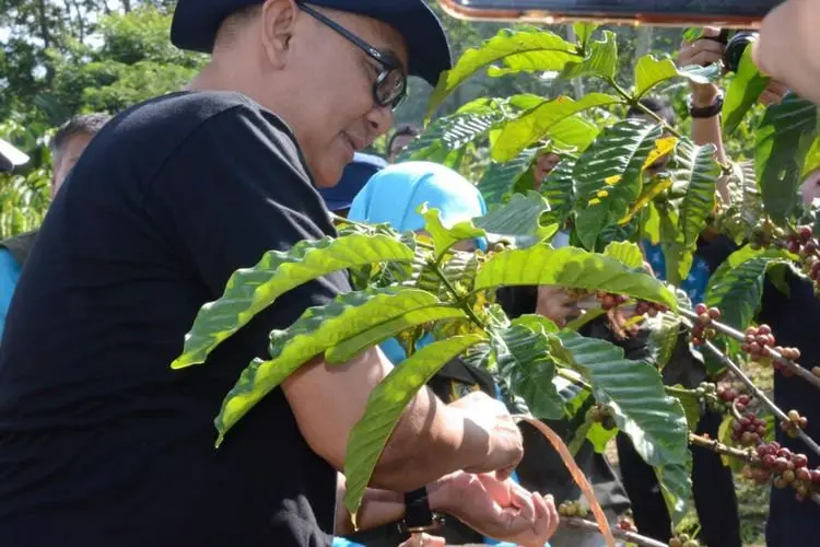 Terbesar di Jabar,  Kopi Robusta Bogor Sudah Mendunia