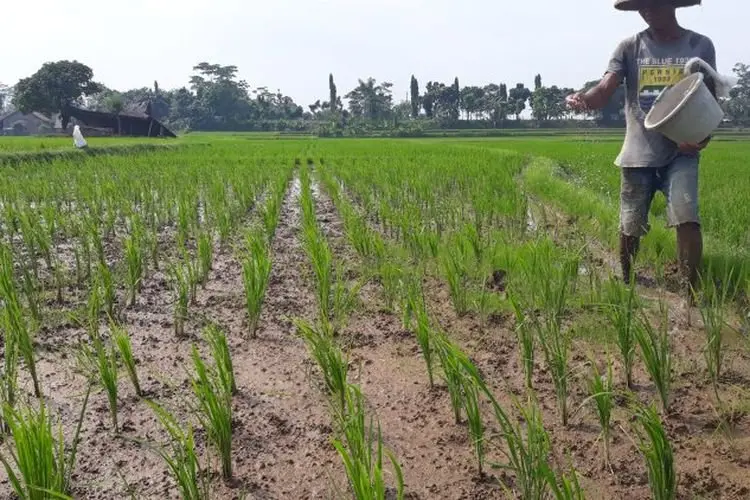 Petani Kabupaten Bandung Kesulitan Pupuk Subsidi, Pemerintah Berikan Solusi ke Pupuk Organik