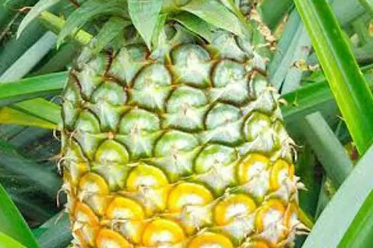 Bukan Subang, Ternyata Cikalongwetan KBB Sempat Menjadi Daerah Penghasil Nanas Terbesar di Jawa Barat