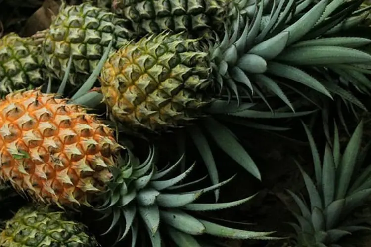 Terkuak, Warga Ungkap Nanas Cikalongwetan KBB Punah di Era Ini