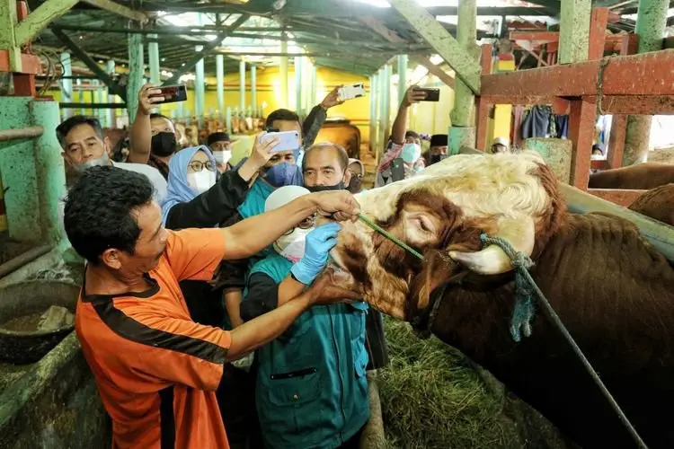 Pemkot Bandung Intensif Tangani PMK