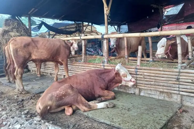 Ridwan Kamil Imbau Masyarakat Pilih Hewan Kurban Sehat, Ini Dia Ciri-cirinya