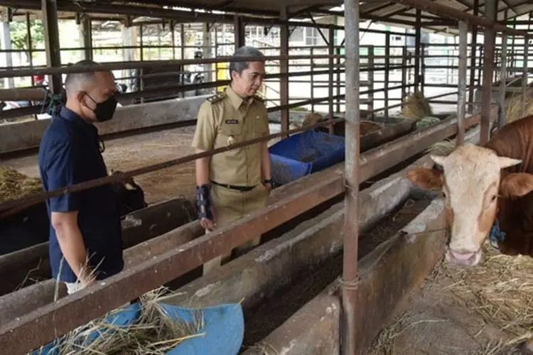 Imbas 7 Ekor Sapi Terpapar PMK, Jalur Distribusi Hewan Ternak ke Kota Bogor Diperketat