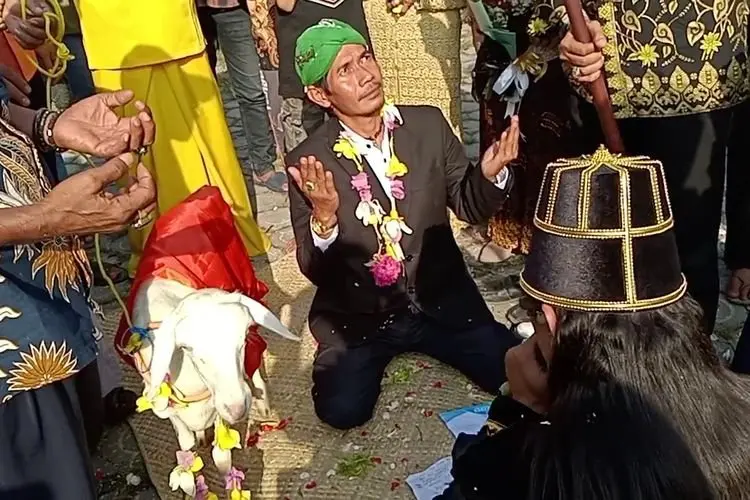 Viral Pria Bikin Konten Nikah dengan Kambing, Begini Respon Kemenag