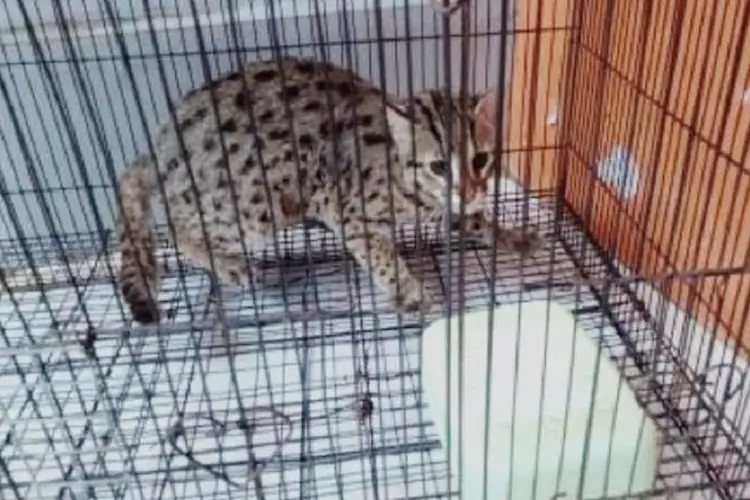BBKSDA Wilayah I Jabar Amankan Kucing Hutan dan Lutung, Ini Lokasi Lepas Liarnya