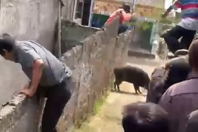 Kampung Cipetir Panik, Babi Hutan Ngamuk Serang Warga, Empat Orang Terluka