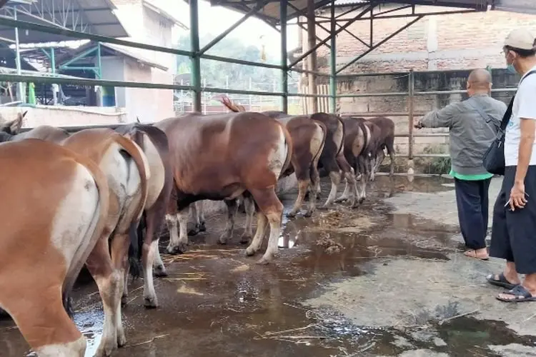 Syariat dan Syarat Hewan Kurban