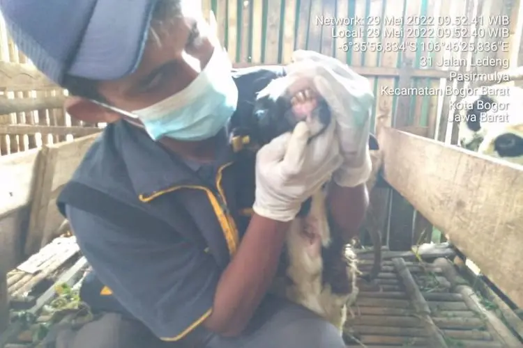 Kasus PMK Bogor Meluas Menjadi 40 Ekor Hewan Ternak