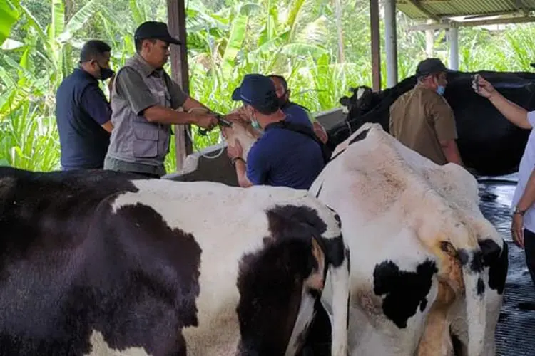 Terus Bertambah, Hampir Dua Ribu Sapi di Bogor Terpapar Wabah PMK