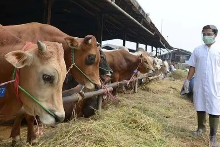 Menyambut Iduladha: Larangan Memotong Kuku dan Rambut Bagi Shohibul Qurban