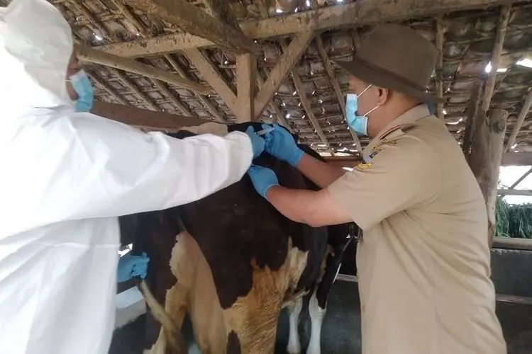 Ribuan Hewan Ternak di KBB Tertular PMK, Dispernakan Mulai Lakukan Vaksinasi Tahap Pertama