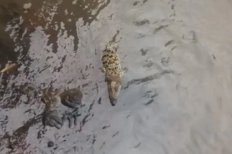 Geger Penampakan Buaya di Bawah Jembatan Pamoyanan Sungai Cisadane Kota Bogor