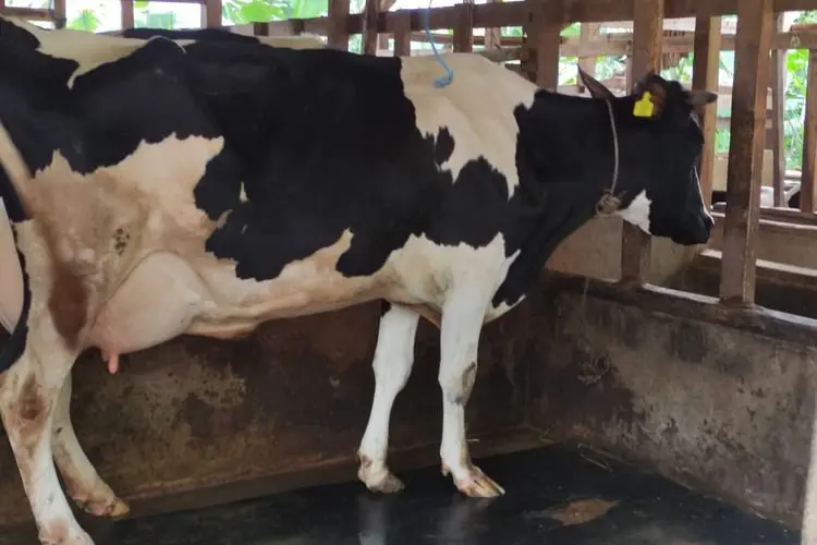 Vaksin Penyakit Mulut dan Kuku Terbatas, Jabar Prioritaskan Sapi Perah