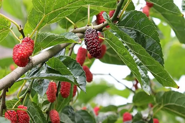 Jangan Makan Banyak, Simak 4 Efek Samping Buah Murbei yang Harus Diketahui