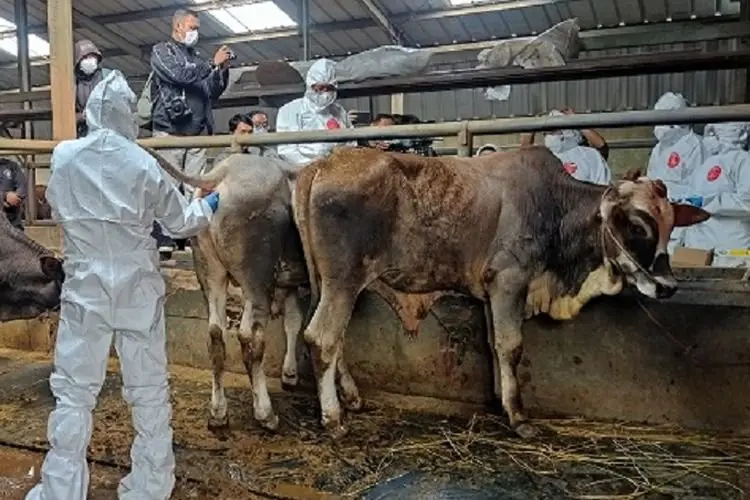 Gelar Vaksinasi PMK, Sebanyak 66 Sapi Ternak di Babakan Ciparay Bandung Divaksin