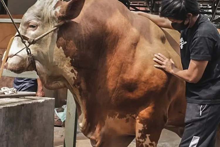Atta Halilintar Pilih Sapi Megalodon untuk Hari Raya Idul Adha