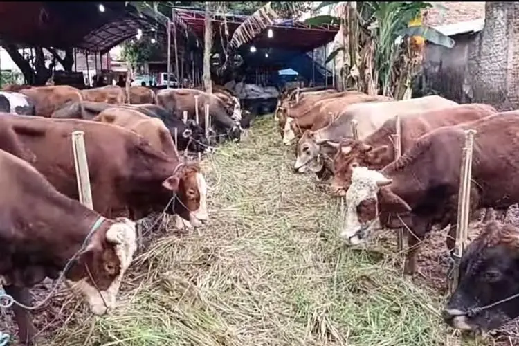 Bolehkah Memotong Kuku dan Rambut Sebelum Memotong Hewan Kurban?