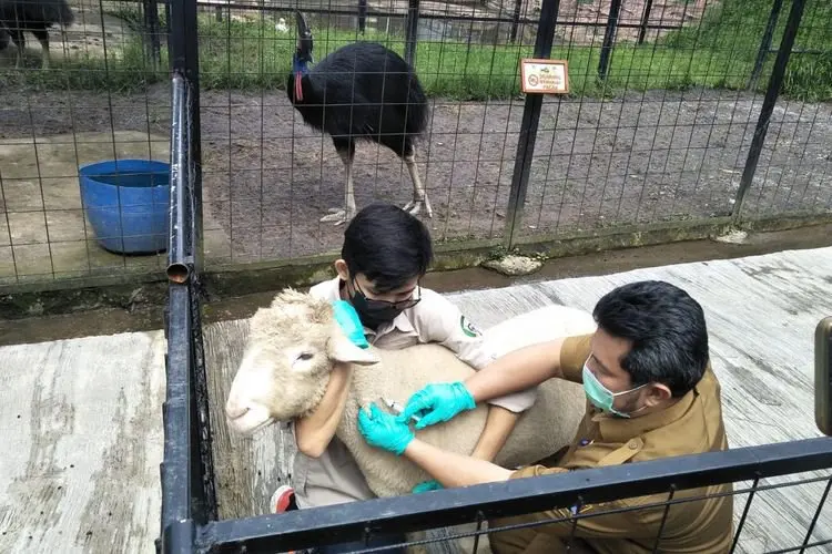 Dispernakan KBB Imbau Pengunjung Park and Zoo Tak Perlu Khawatir dari Wabah PMK
