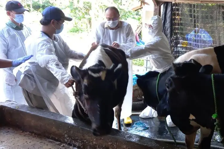 Ribuan Sapi dan Kerbau Diberikan Vaksin PMK oleh Diskanak Kabupaten Bogor