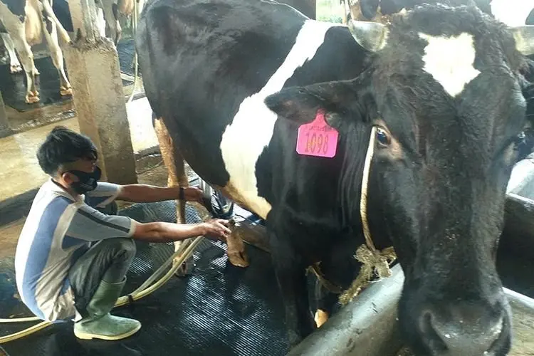 Dampak PMK, Produksi Susu di KBB Hanya 18 Ton